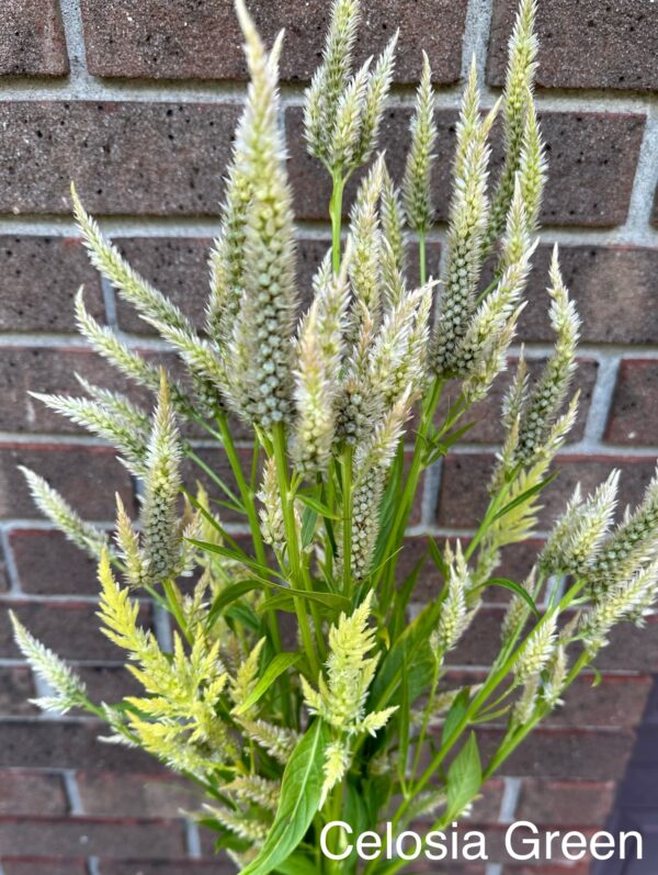 Celosia (Spike) – Green