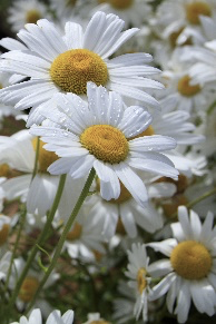 Daisy