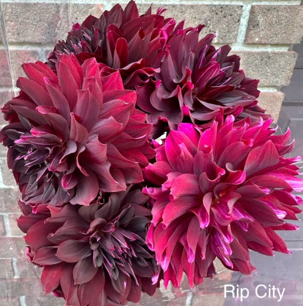 Dahlias - Rip City