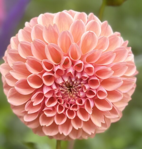 Dahlias - Peaches N Cream - Image 2