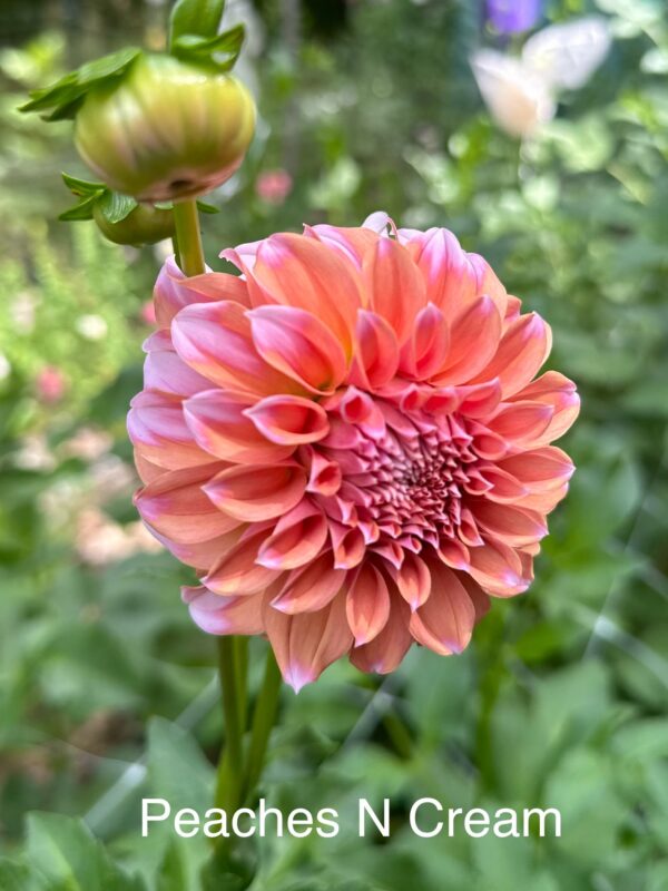 Dahlias - Peaches N Cream - Image 3