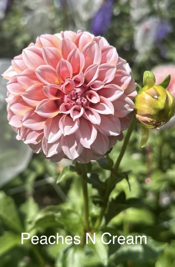 Dahlias - Peaches N Cream - Image 4