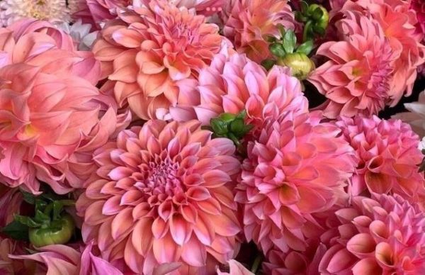 Dahlias - Peaches N Cream