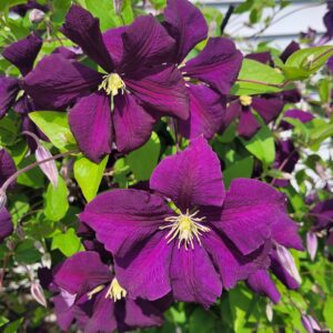 Clematis - Purple