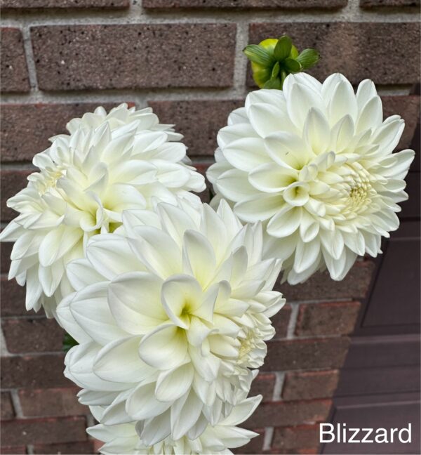 Dahlia - Blizzard