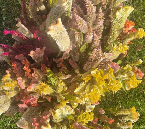 Celosia Cristata - Mix