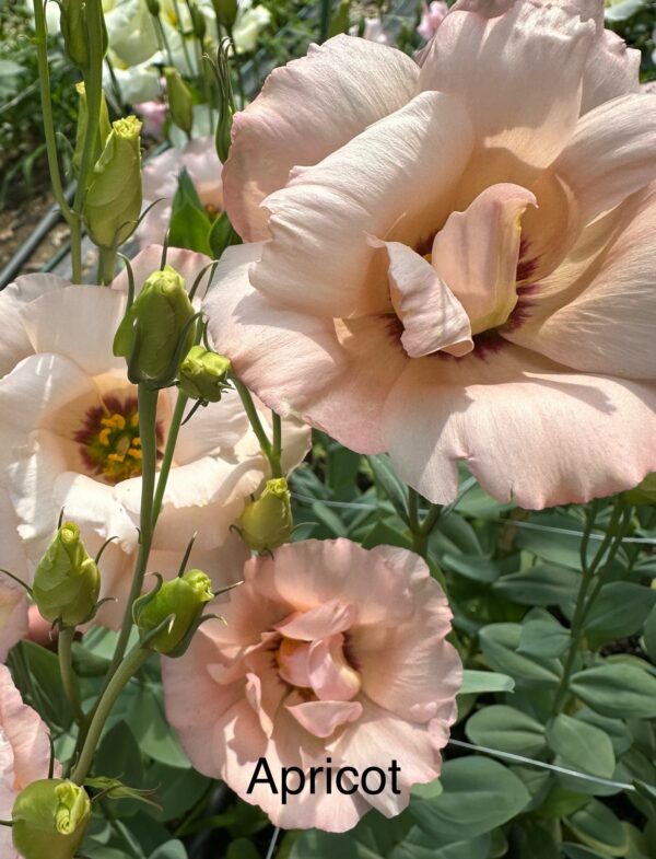 Lisianthus - Apricot