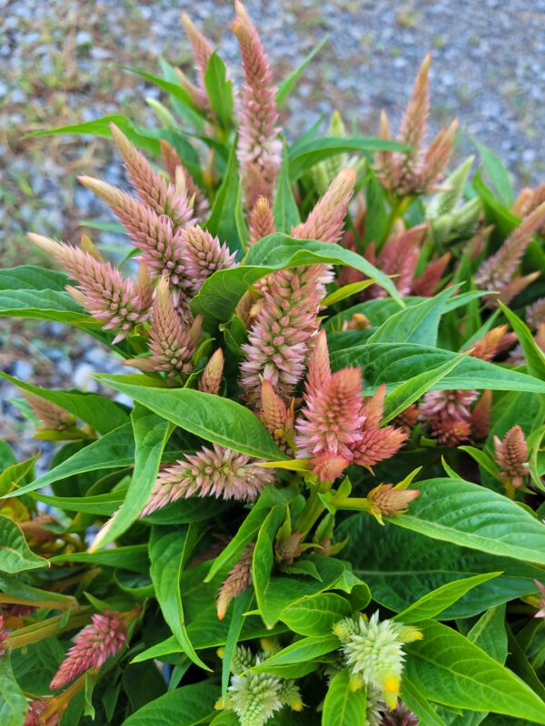 Celosia – Celway Salmon