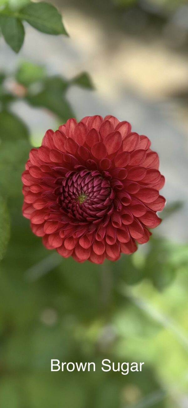 Dahlia - Brown Sugar