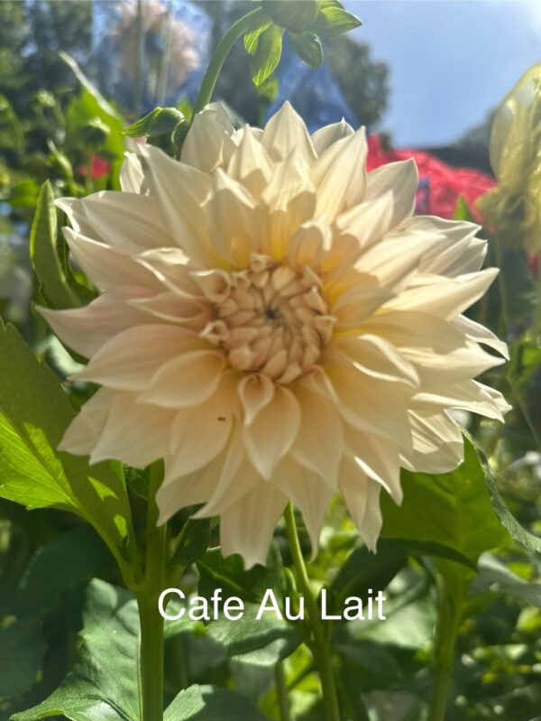 Dahlia - Cafe au Lait - Cream