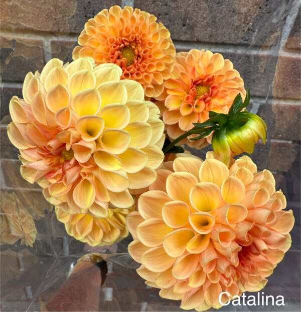 Dahlia - Catalina