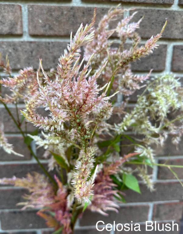 Celosia (Feather) - Peachy