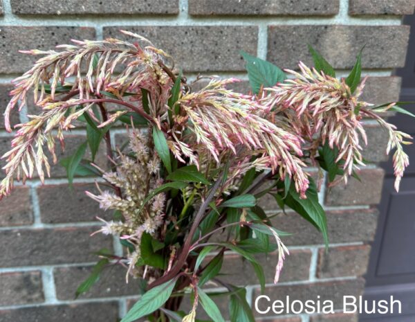 Celosia (Feather) – Blush