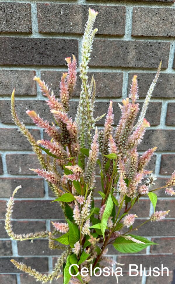 Celosia (Spike) Blush