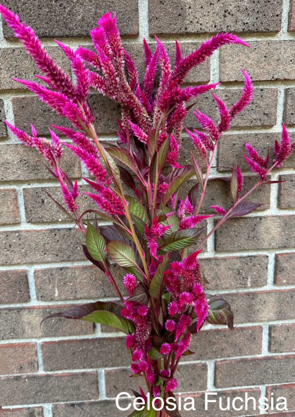 Celosia (Spike)  – Fuschia