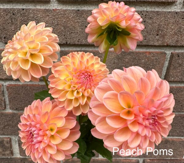 Dahlia - Peach Poms