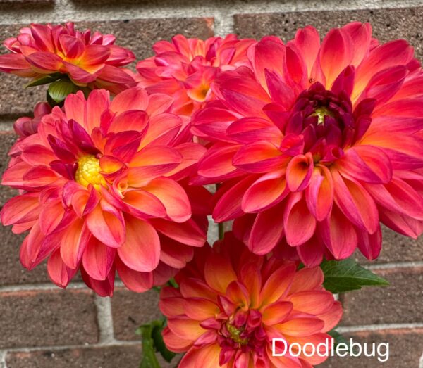 Dahlia - Doodlebug