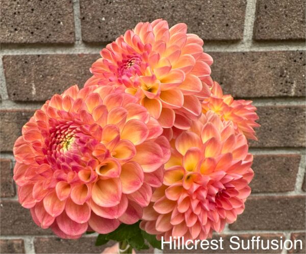 Dahlia - Hillcrest Fusion