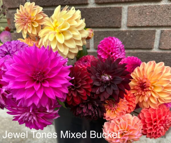 Dahlia - Jewel Tones Mixed Bucket