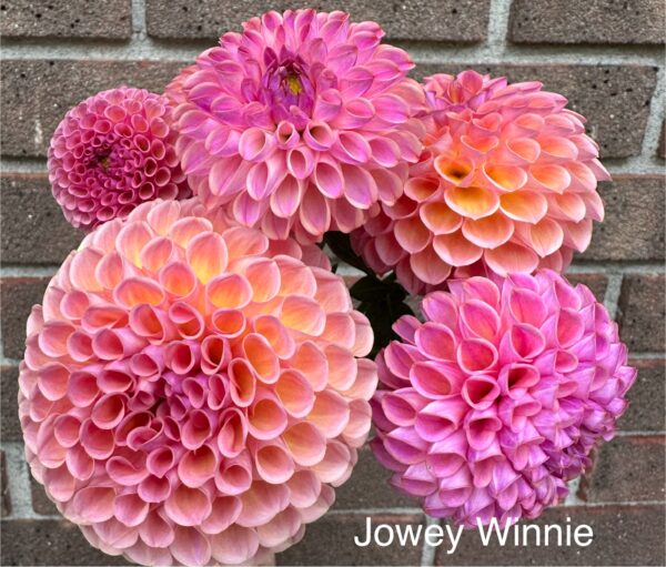 Dahlia - Jowie Winnie