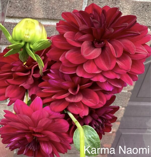 Dahlia - Karma Naomi