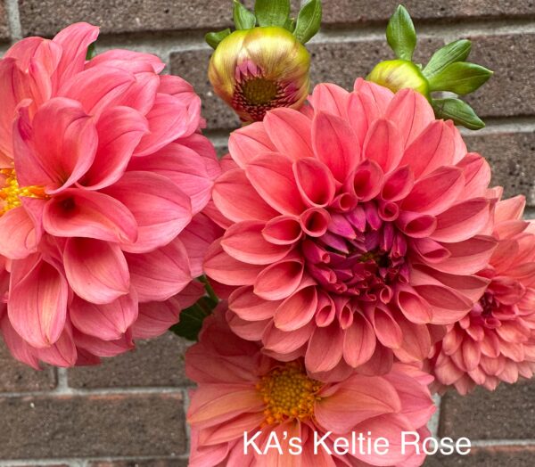 Dahlia - KA's Keltie Rose