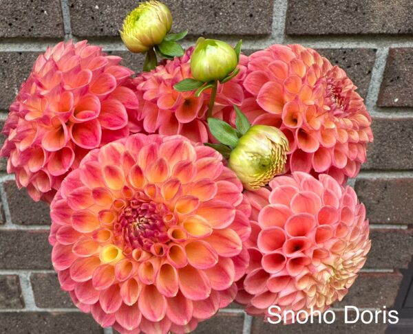 Dahlia - Snoho Doris