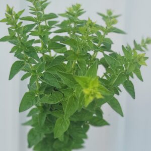 Oregano (Foliage)