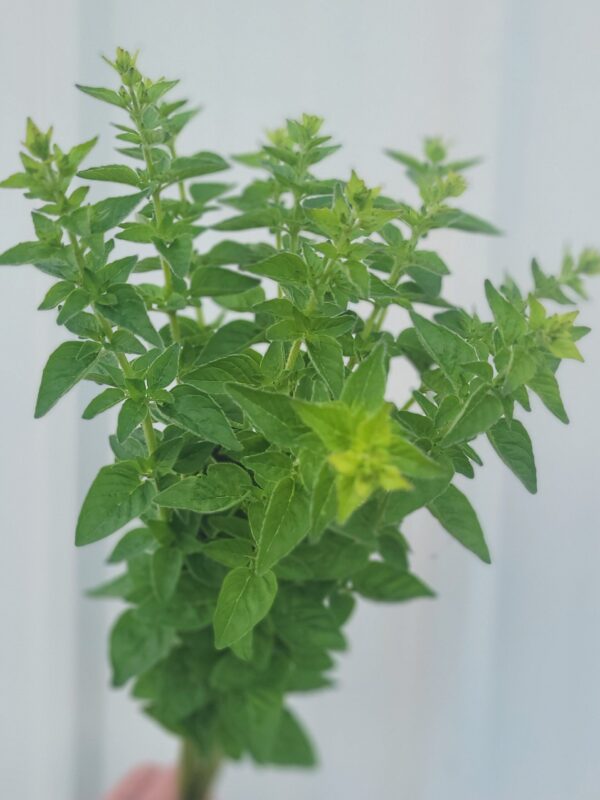 Oregano (Foliage)