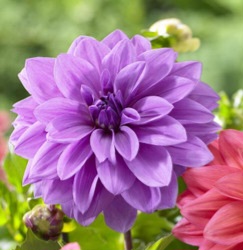 Dahlia - Blue Boy
