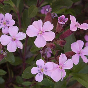 Soapwort - Pink