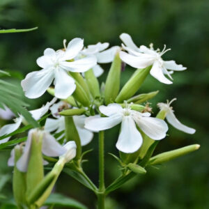 Soapwort - White