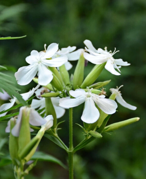 Soapwort - White